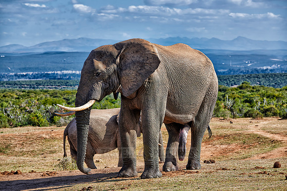 big male African bush elephant