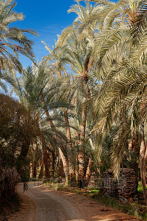 palms in Oasis Bahariya