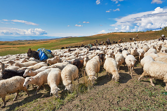 sheep herd in treeless landscape