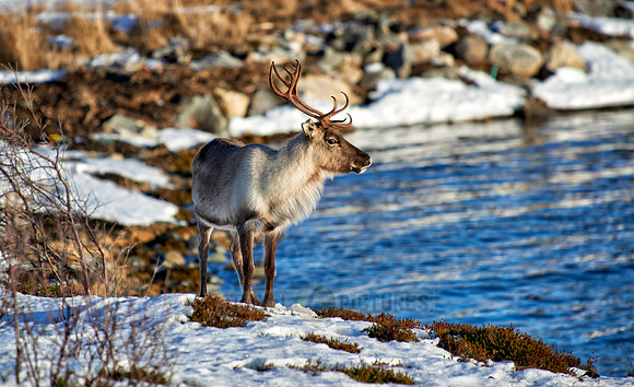 Reindeer at sea