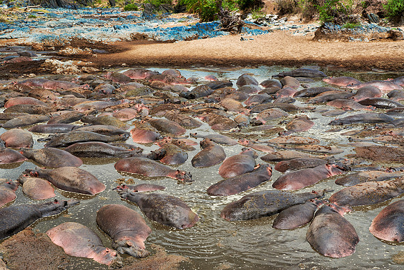 huge amount of Hippos in Hippo-Pool, Serengeti