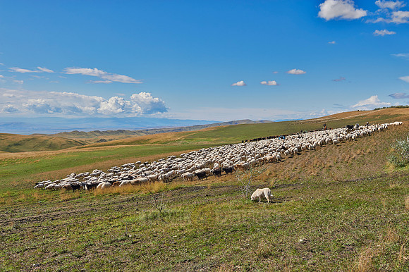 sheep herd in treeless landscape