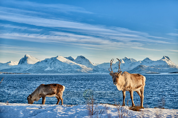 Reindeer at sea