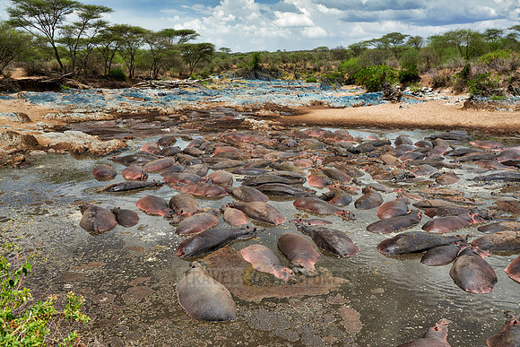 huge amount of Hippos in Hippo-Pool, Serengeti