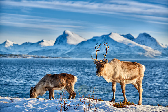 Reindeer at sea