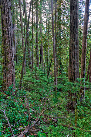 Strathcona Provincial Park