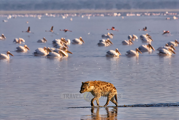 Spotted Hyena hunting birds