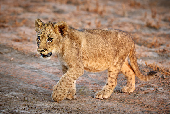 walking lion cub (Panthera leo)