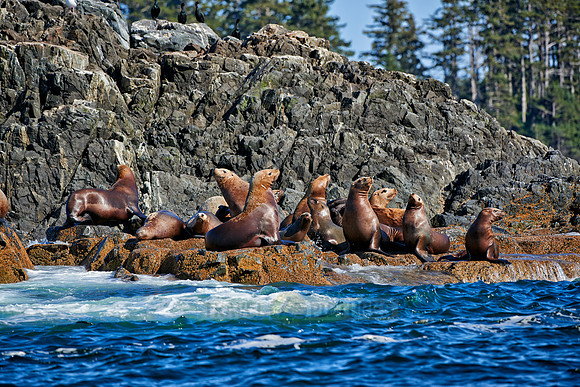 colony of Steller sea lion
