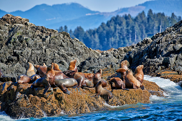 colony of Steller sea lion