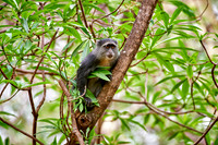 Blue monkey