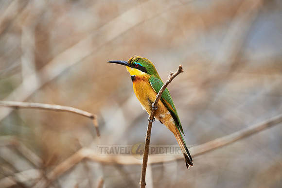 little bee-eater