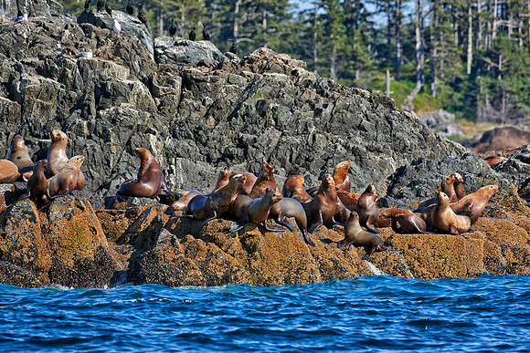 colony of Steller sea lion