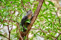Blue monkey