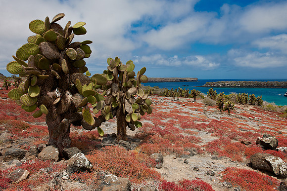 typical plants and landscape on Isla Plaza, Galapagos