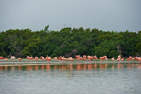 American Flamingo, Phoenicopterus ruber