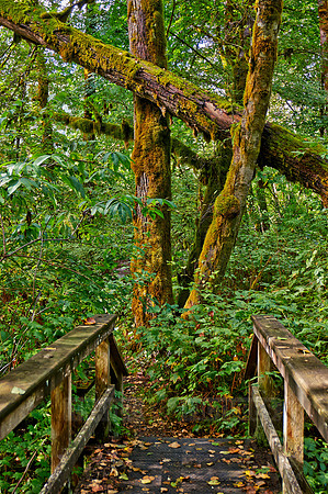 Great Bear Rainforest