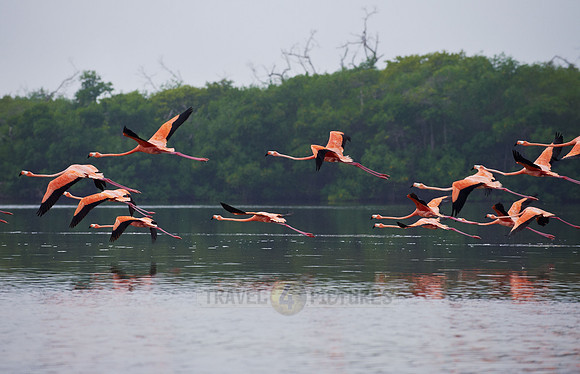 American Flamingo, Phoenicopterus ruber