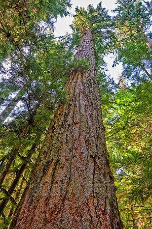 Cathedral Grove in MacMillan Park
