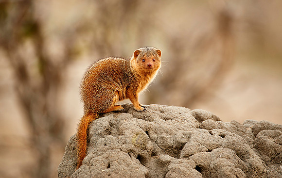 Common dwarf mongoose