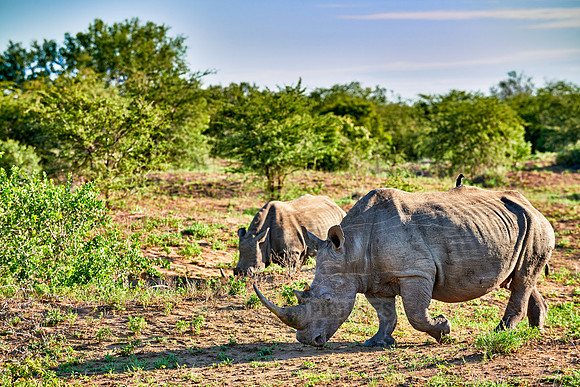 Southern white rhinoceros