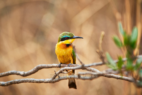 little bee-eater