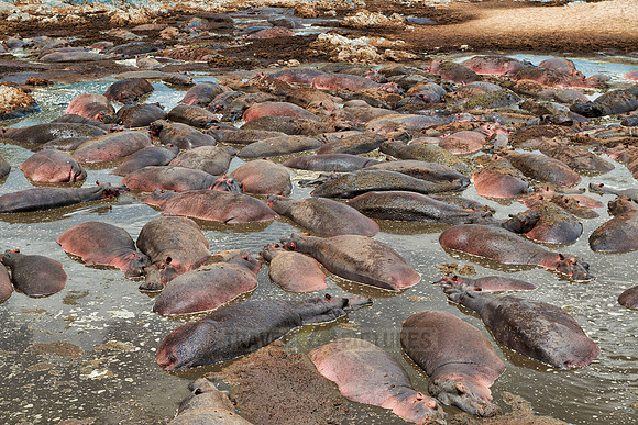huge amount of Hippos in Hippo-Pool, Serengeti