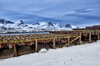 thousands of fishheads of Atlantic cod hanging to dry