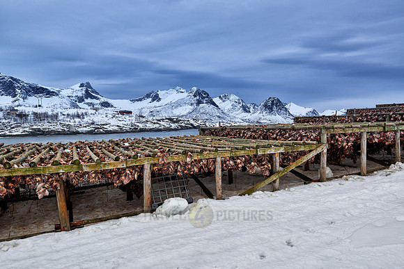 thousands of fishheads of Atlantic cod hanging to dry