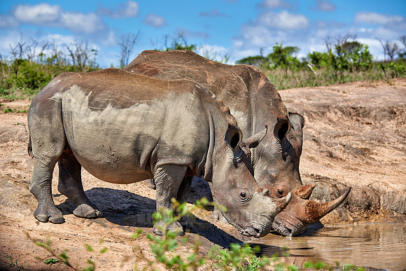 two Southern white rhinoceros