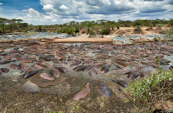 huge amount of Hippos in Hippo-Pool, Serengeti