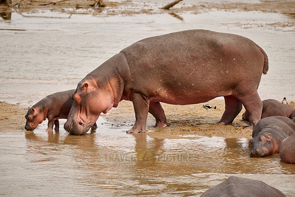 herd of hippos (Hippopotamus amphibius) with babys in Luangwa river