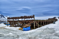 thousands of fishheads of Atlantic cod hanging to dry