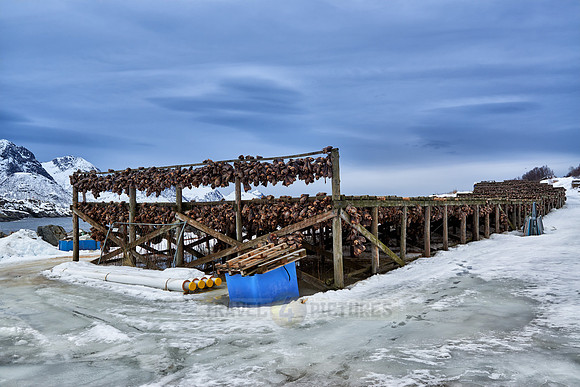 thousands of fishheads of Atlantic cod hanging to dry