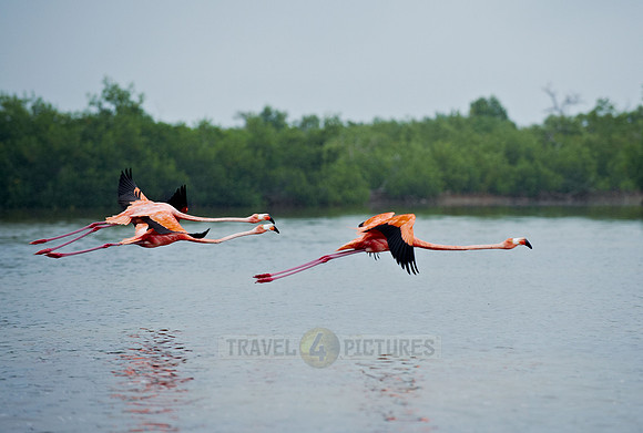 American Flamingo, Phoenicopterus ruber