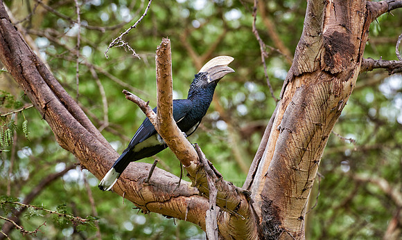 Silvery-cheeked hornbill