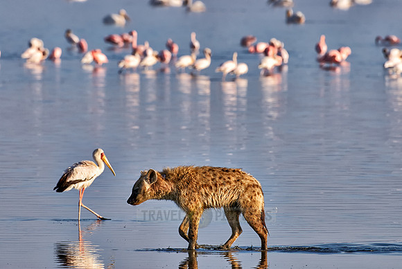 Spotted Hyena hunting birds