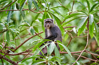 Blue monkey