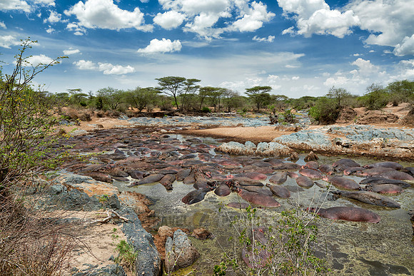 huge amount of Hippos in Hippo-Pool, Serengeti