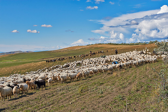 sheep herd in treeless landscape