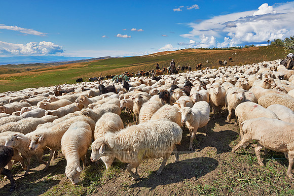 sheep herd in treeless landscape