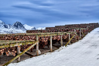 thousands of fishheads of Atlantic cod hanging to dry