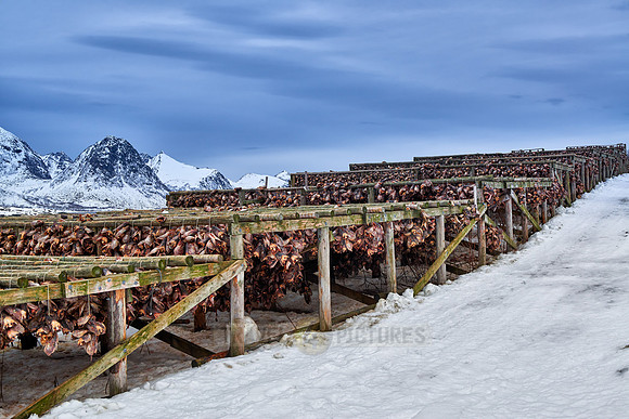 thousands of fishheads of Atlantic cod hanging to dry