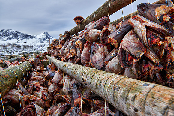 thousands of fishheads of Atlantic cod hanging to dry
