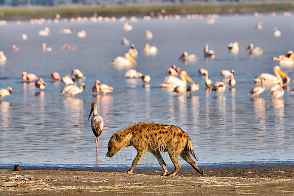 Spotted Hyena hunting birds