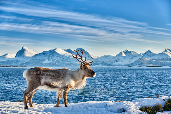 Reindeer at sea