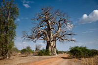African baobab, Adansonia digitata
