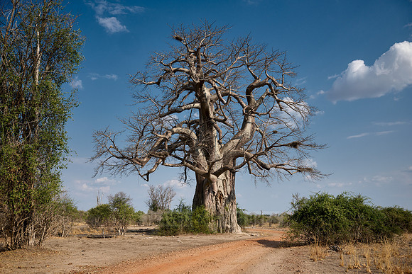 African baobab, Adansonia digitata