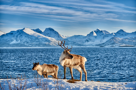Reindeer at sea