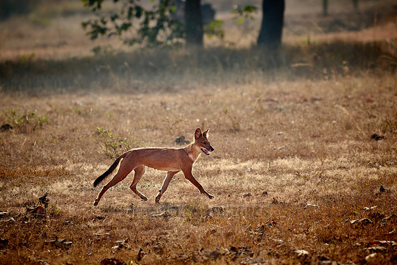 dhole (Cuon alpinus) or indian wild dog